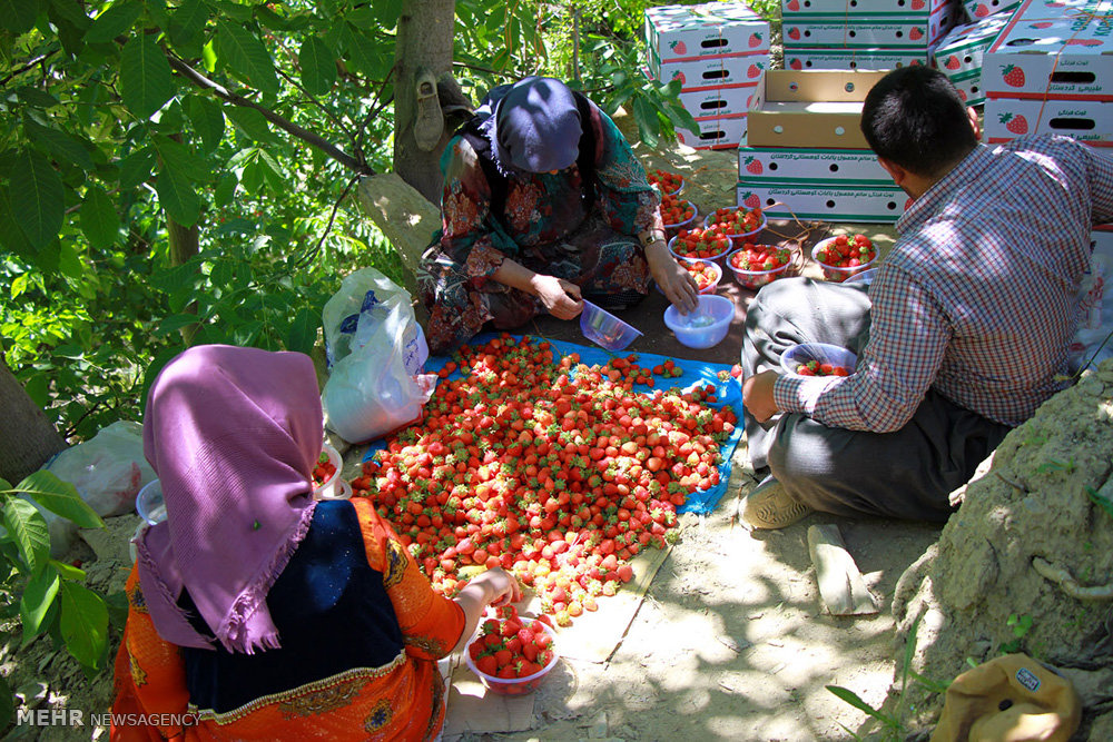 قطف ثمار الفراولة في محافظة كردستان (صور)
