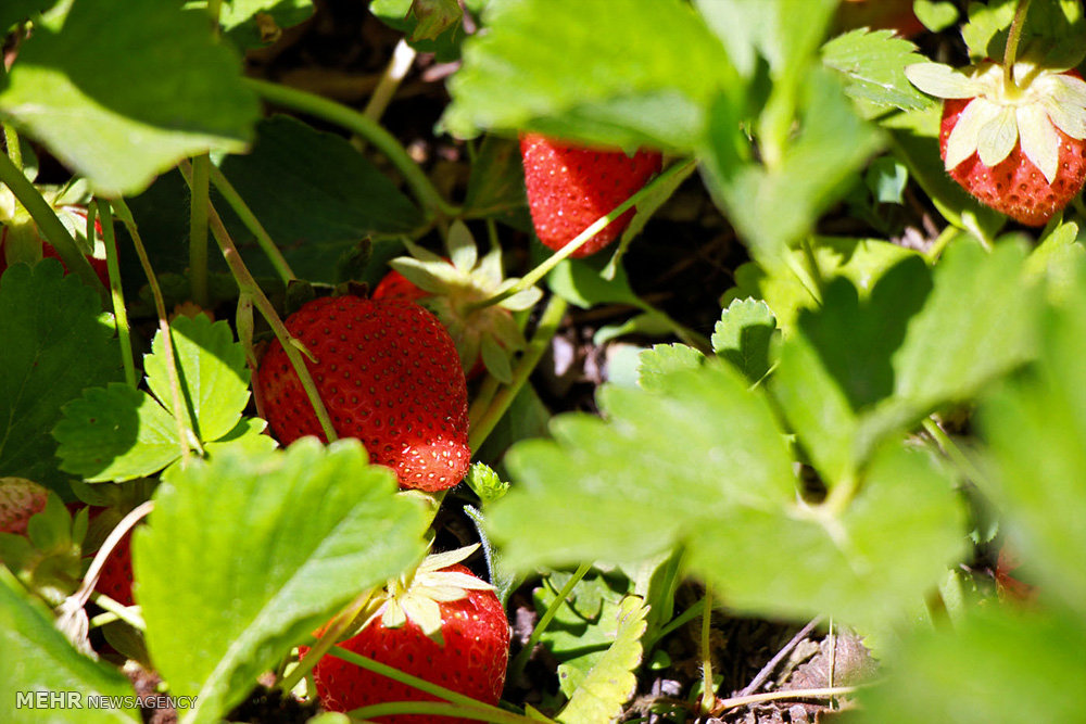 قطف ثمار الفراولة في محافظة كردستان (صور)