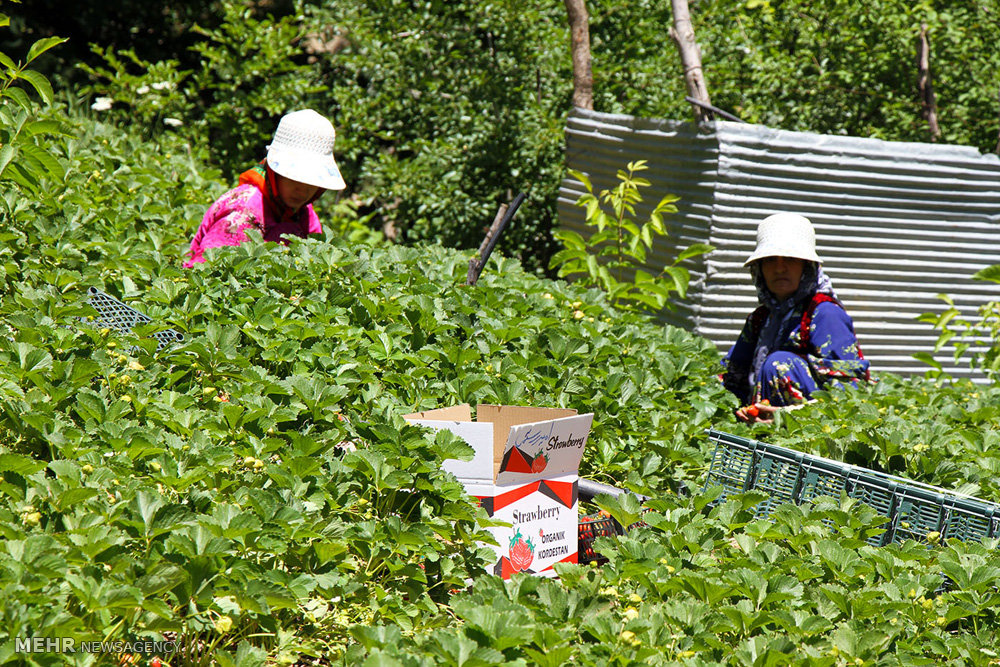 قطف ثمار الفراولة في محافظة كردستان (صور)
