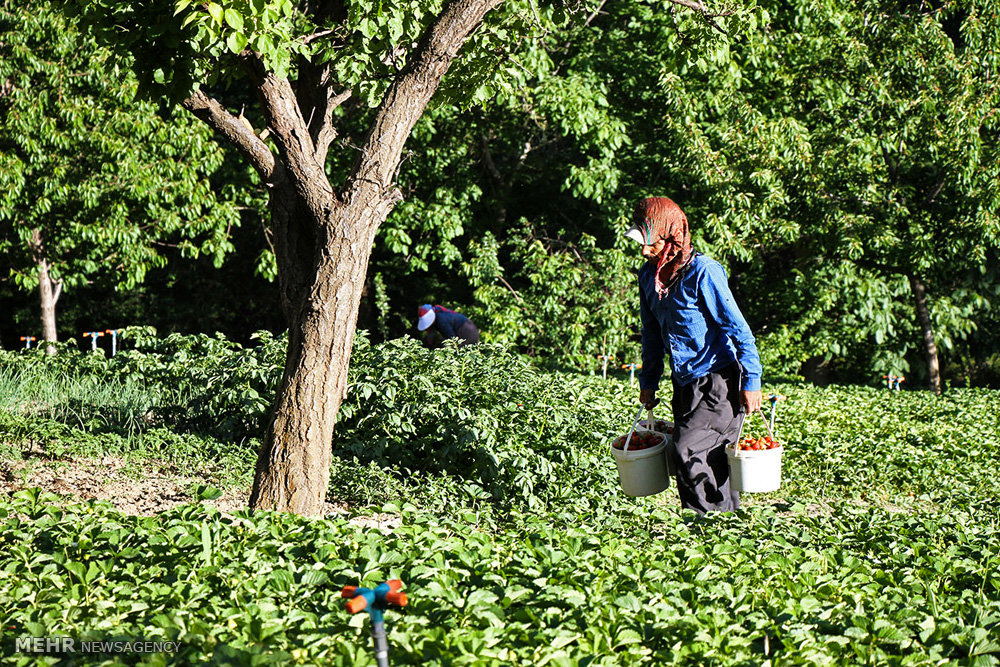 قطف ثمار الفراولة في محافظة كردستان (صور)