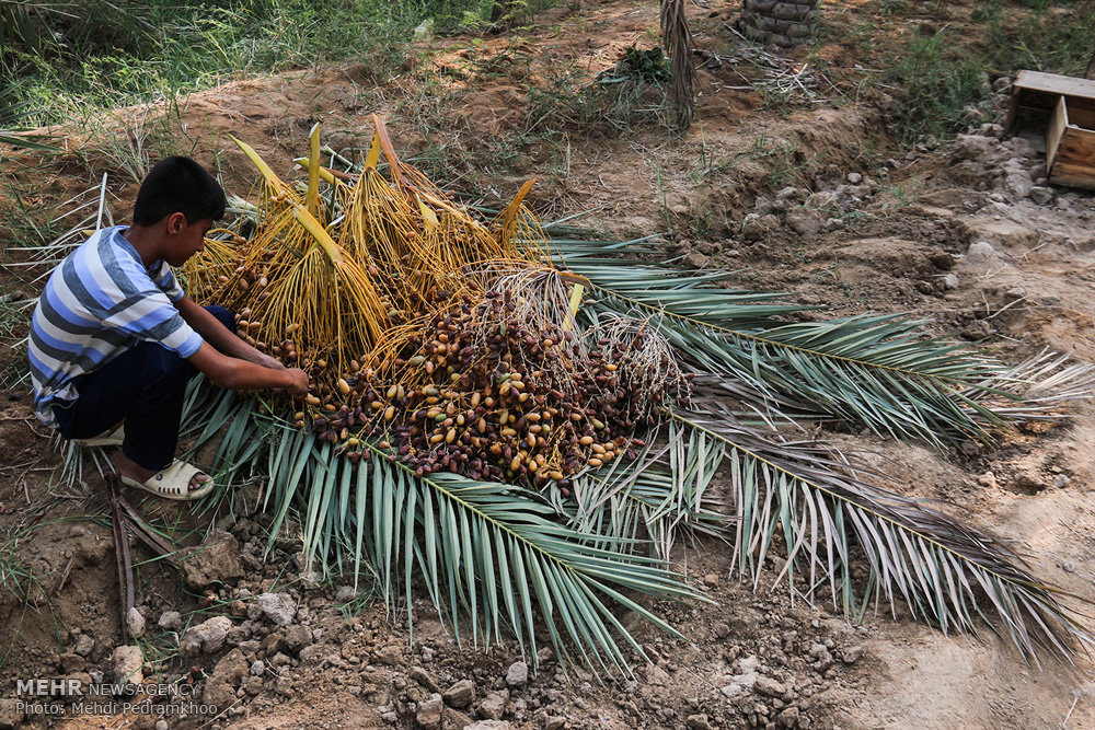 جني الرطب في جنوب إيران (صور)