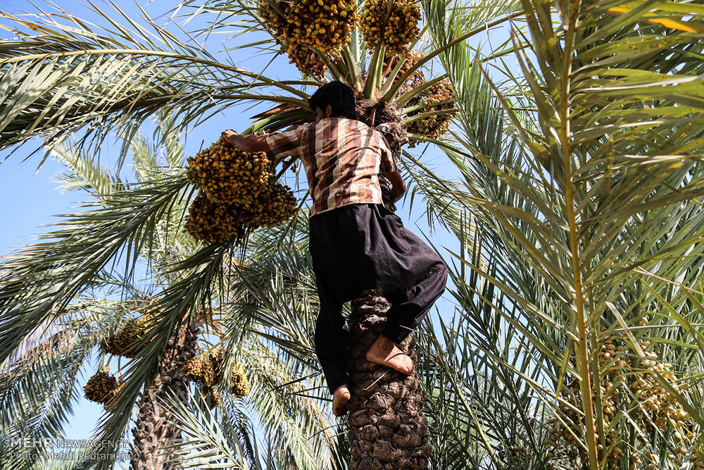 جني الرطب في جنوب إيران (صور)