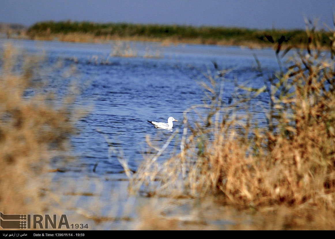 هور العظيم - محافظة خوزستان - جنوب غرب إيران (صور)