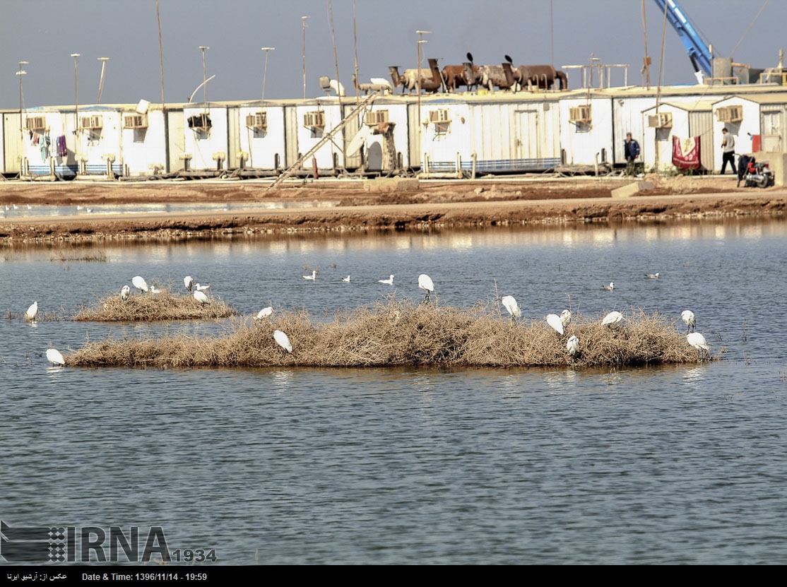 هور العظيم - محافظة خوزستان - جنوب غرب إيران (صور)