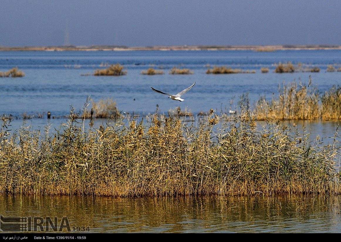 هور العظيم - محافظة خوزستان - جنوب غرب إيران (صور)
