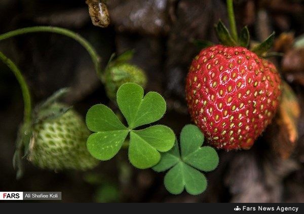 حصاد الفراولة في محافظة كيلان شمال إيران