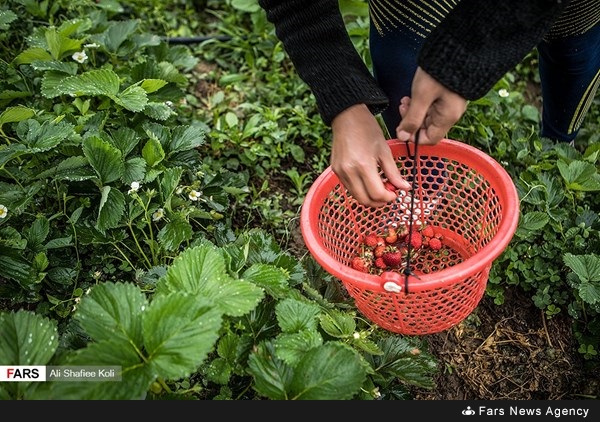 حصاد الفراولة في محافظة كيلان شمال إيران