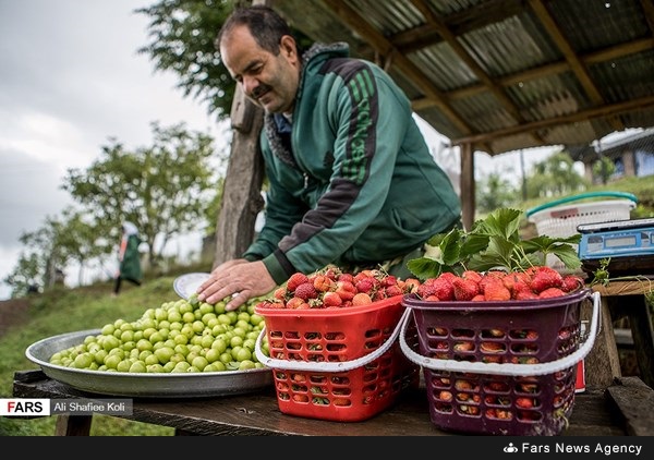 حصاد الفراولة في محافظة كيلان شمال إيران