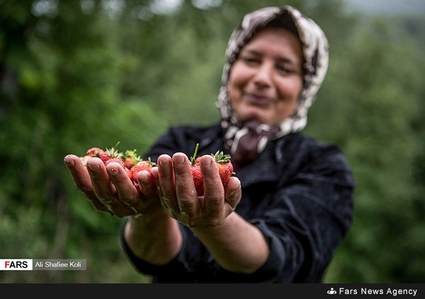 حصاد الفراولة في محافظة كيلان شمال إيران