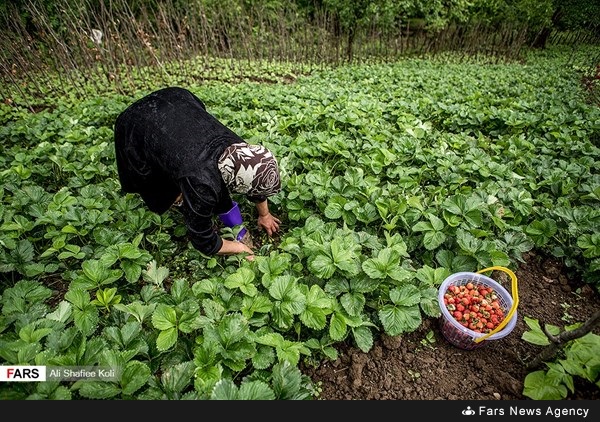 حصاد الفراولة في محافظة كيلان شمال إيران