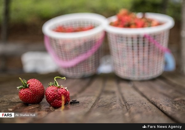 حصاد الفراولة في محافظة كيلان شمال إيران