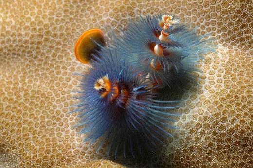 حیوانات زیر آب و اقیانوس و دریا