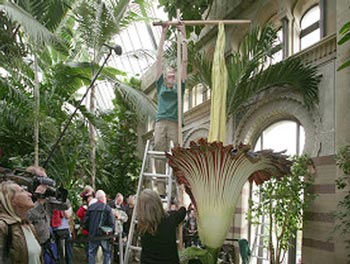 بزرگترین گل دنیا بزرگترین گل دنیا