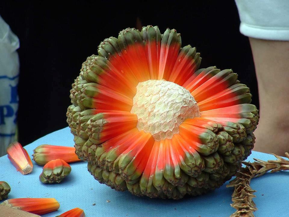 میوه ای زیبا و عجیب (عکس)