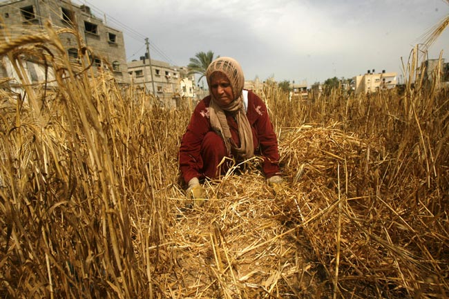 کشاورز فلسطینی