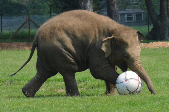 فوتبال فیل ها