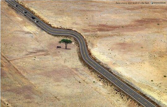 درخت و محیط زیست