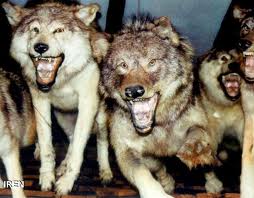 حمله گرگ ها