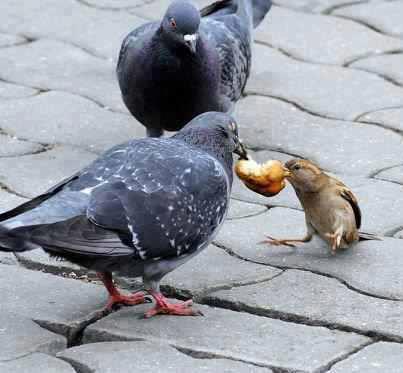 کبوتر و گنجشک