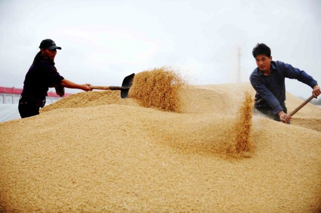  بوجاری کردن برنج در فصل برداشت در چین