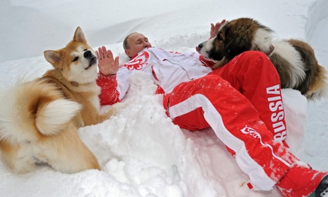 سگ های پوتین