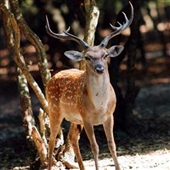 گوزن زرد گوزن زرد