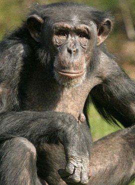 دومین مخالفت دادگاه آمریکا با اعطای حقوق انسانی به یک شامپانزه