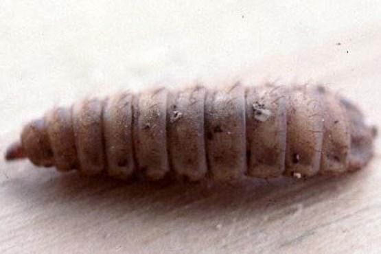 معجزه «مگس» در درمان زخم های شدید معجزه «مگس» در درمان زخم های شدید