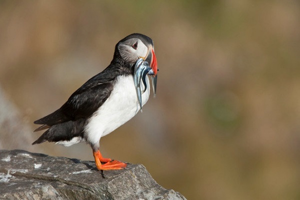 پرندگان کی دندانهایشان را از دست دادند؟ پرندگان کی دندانهایشان را از دست دادند؟