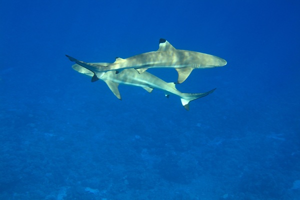 در اعماق اقیانوس(عکس)