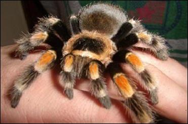 کشف عنکبوتی که تار برقدار تولید میکند کشف عنکبوتی که تار برقدار تولید میکند