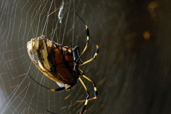 عنکبوتها هم شمارش کردن بلدند! عنکبوتها هم شمارش کردن بلدند!