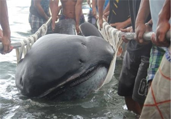 کشف یک کوسه نادر در فیلیپین (+عکس)