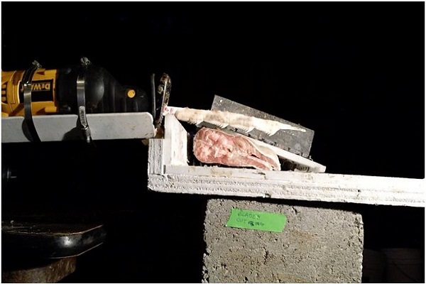 ساخت اره قدرتمند با استفاده از دندانهای کوسه+تصاویر ساخت اره قدرتمند با استفاده از دندانهای کوسه+تصاویر