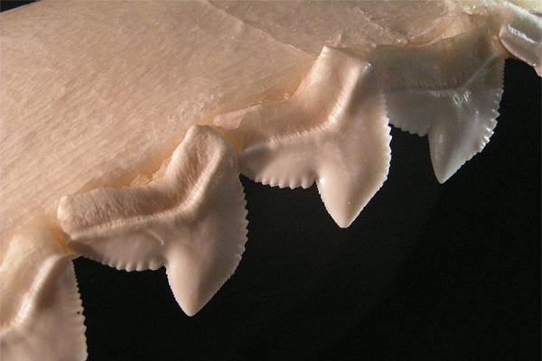 ساخت اره قدرتمند با استفاده از دندانهای کوسه+تصاویر ساخت اره قدرتمند با استفاده از دندانهای کوسه+تصاویر