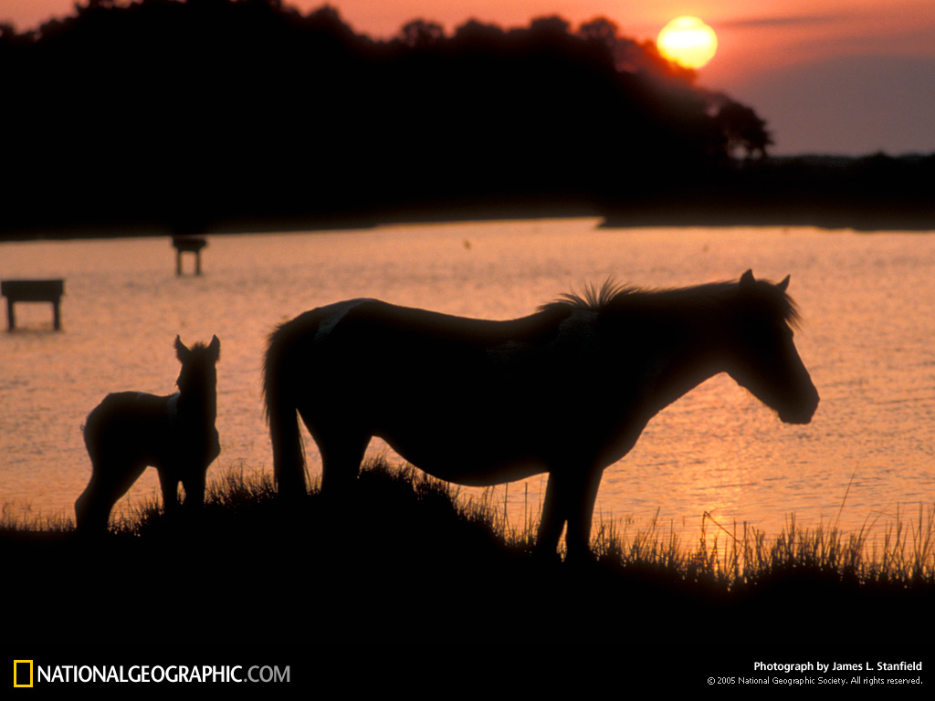 دنیای حیوانات(عکس)