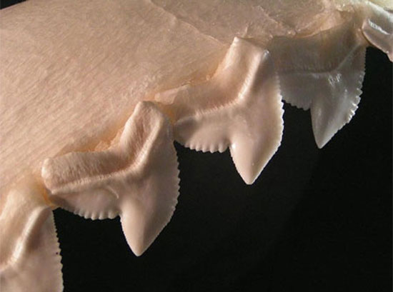 ساخت اره با دندان‌ های کوسه (+عکس)