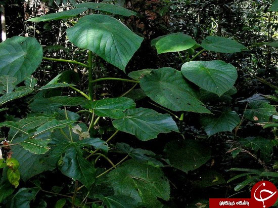 خطرناک ترین گیاه دنیا (عکس)