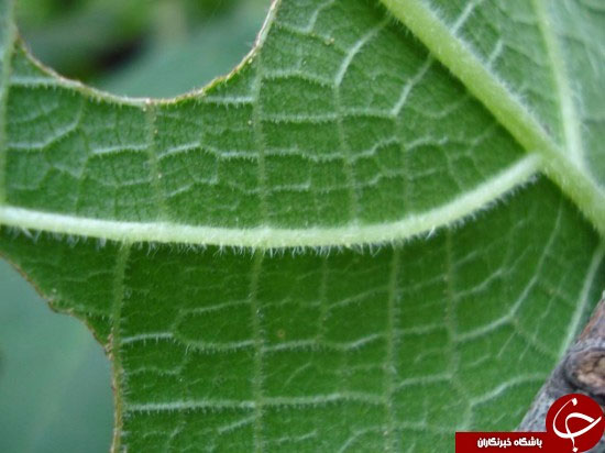 خطرناک ترین گیاه دنیا (عکس)