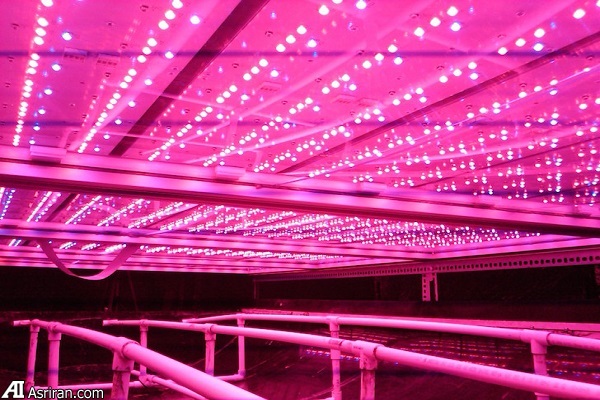 ساخت بزرگترین مزرعه عمودی مسقف جهان در نیوآرک ساخت بزرگترین مزرعه عمودی مسقف جهان در نیوآرک