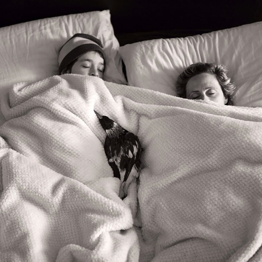 کلاغی در خانواده! کلاغی در خانواده!