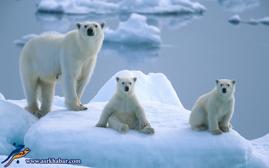 زندگی یک خانواده متفاوت در قطب (عکس)