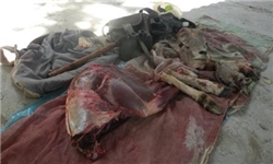 درگیری مسلحانه در پارک ملی گلستان/ محیطبانان جان سالم به در بردند درگیری مسلحانه در پارک ملی گلستان/ محیطبانان جان سالم به در بردند