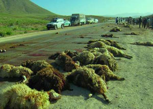 تریلی، 84 راس گوسفند عشایر را تلف کرد! تریلی، 84 راس گوسفند عشایر را تلف کرد!