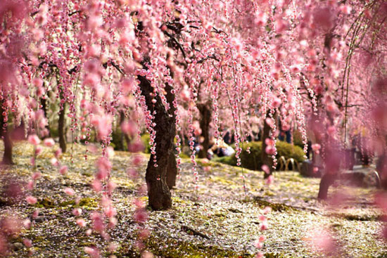 شکوفه‌های گیلاس ژاپنی (+عکس)