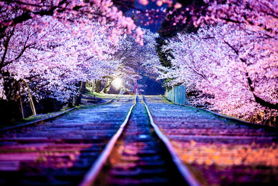 شکوفه‌های گیلاس ژاپنی (+عکس)