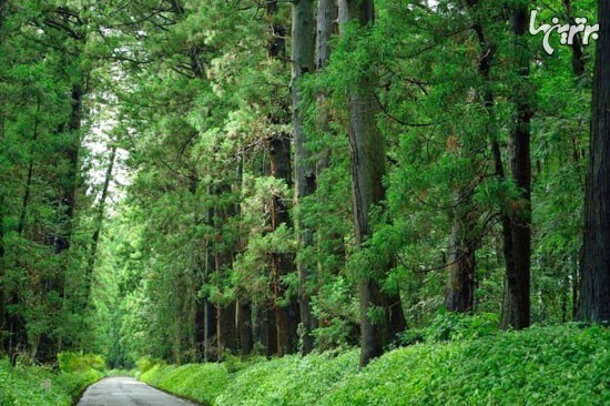 طولانی ترین کوچه باغ دنیا (+عکس)