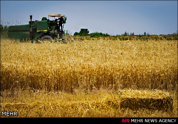 برداشت گندم - گرگان (عکس)