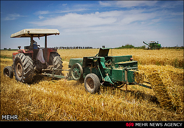 برداشت گندم - گرگان (عکس)