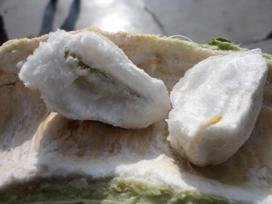 تا به حال باقلا بستنی خوردید؟! (عکس)